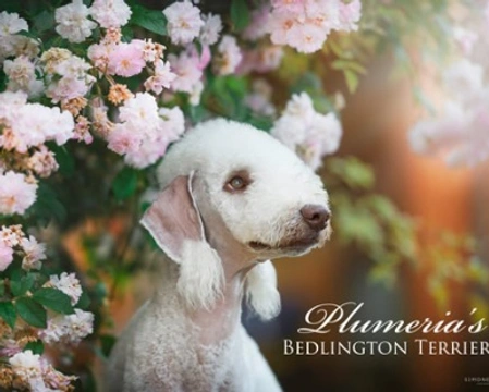 Il Bedlington Terrier: storia, carattere e socialità