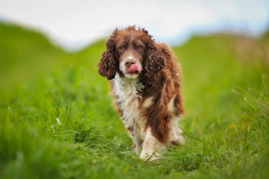 Longevity and health of the English and Welsh springer spaniels
