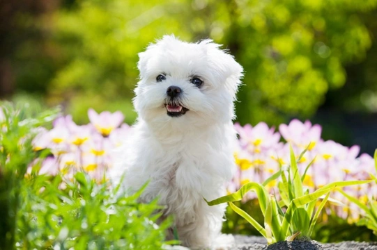 Gardeners beware: Bone meal fertiliser is dangerous to dogs