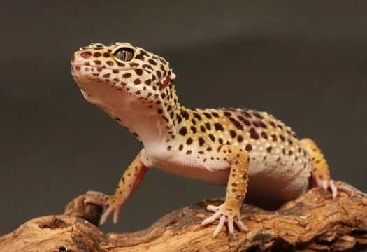 Introduction to keeping Leopard Geckos