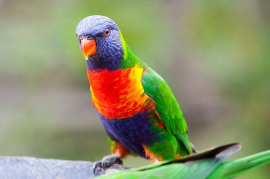 Rainbow Lorikeet