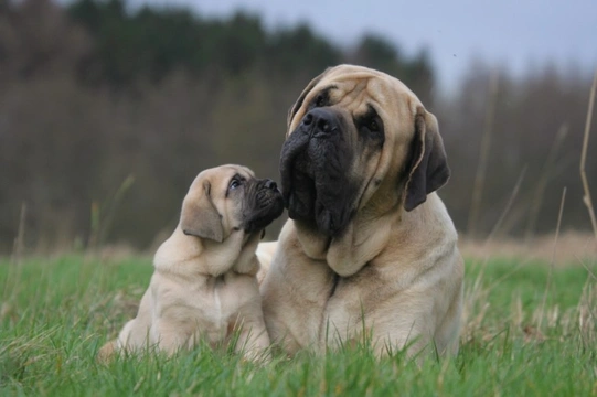 About mastiffs best sale