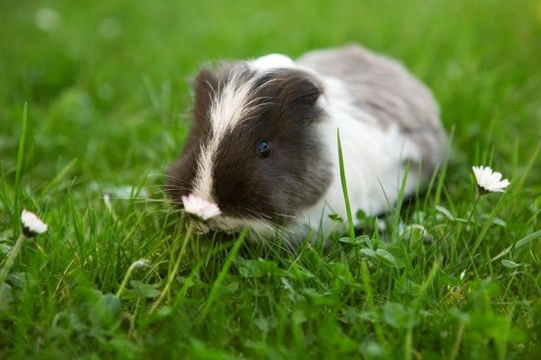 Guinea Pigs for Beginners