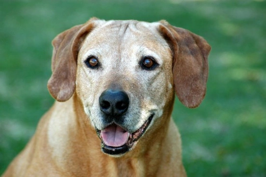 What to Expect When You Adopt an Older Rescue Dog
