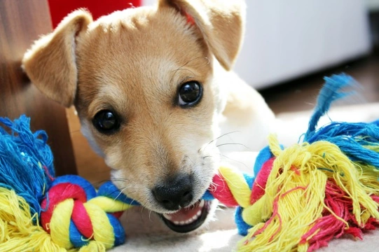 How to encourage a shy or quiet dog to play