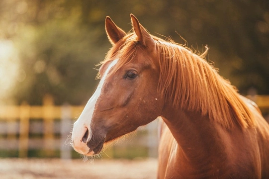 How to prevent your horse from getting laminitis