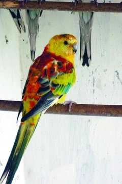 Papoušek zpěvavý (Psephotus haematonotus) – Gould 1837