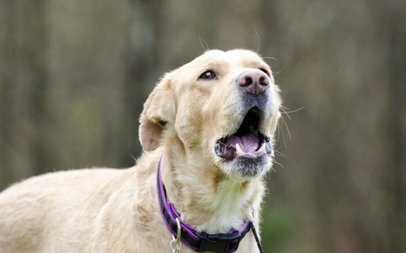 Finding out why certain sounds trigger your dog’s barking instincts