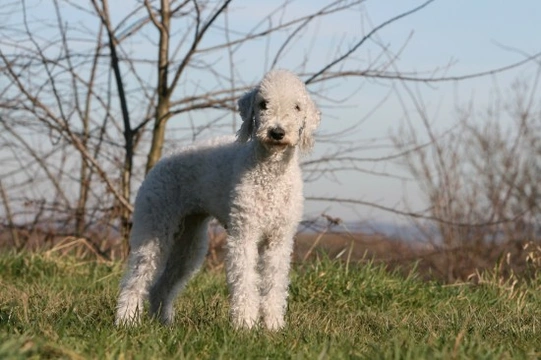 Bedlington terrier health and longevity