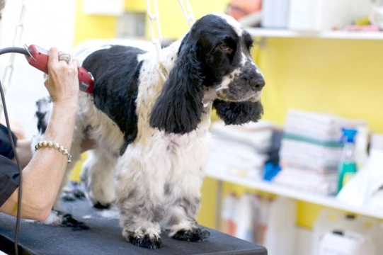 Having your dog professionally groomed