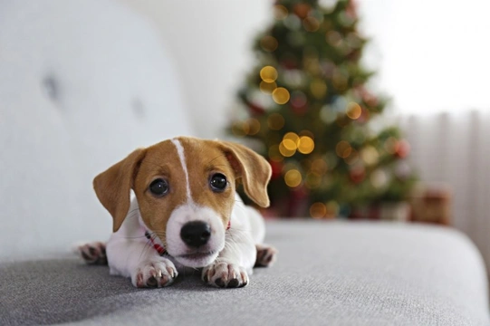 Online searches for puppies for sale increase dramatically in run-up to Christmas