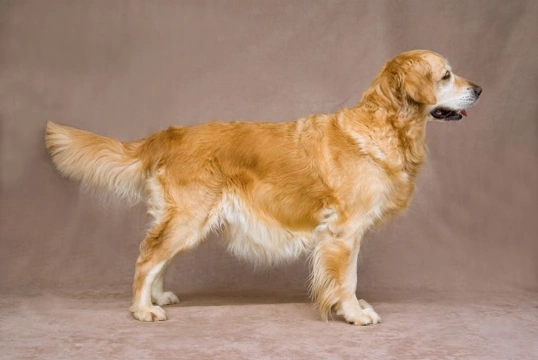 Golden retriever double clearance coat