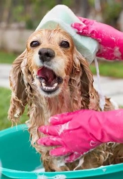 Cuidados regulares de salud e higiene en perros y gatos 