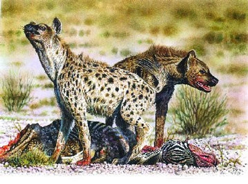 Hyeny – královny matky
