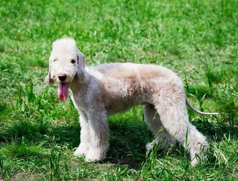 10 things you need to know about the Bedlington terrier before you buy one
