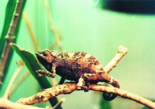 Chameleon jacksonův (Chamaeleo jacksonii)