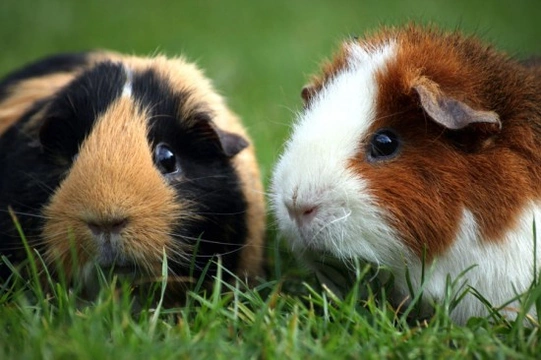 Cuy or Guinea Pig - Living in Parallel Universes!