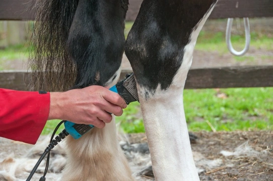 What do you do if your horse hates the clippers