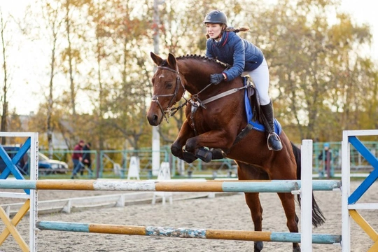 Types of Show Jumps and Cross Country Fences | Pets4Homes