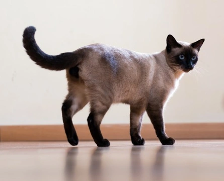 Health Concerns Associated with the Siamese Cat