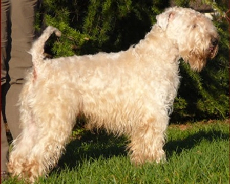 Il pelo dell'Irish Soft Coated Wheaten Terrier