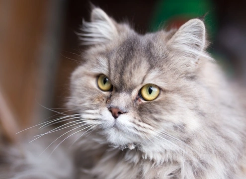 Four surprisingly innocuous foodstuffs that are poisonous to cats
