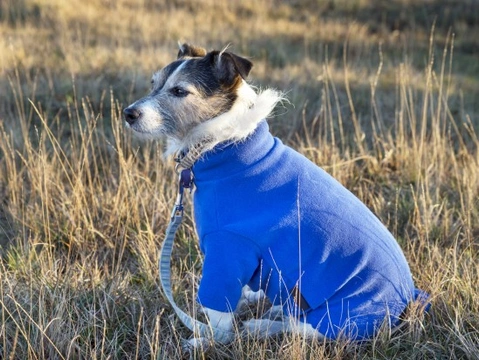 Do dogs need coats and other clothing in the winter?
