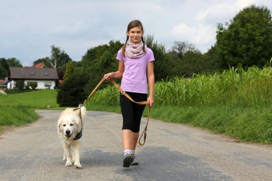 Walking to outlet heel lead training