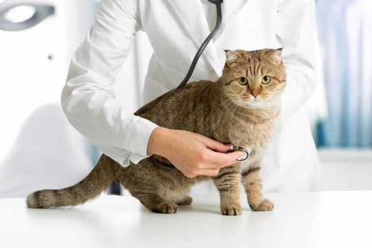 What is a cat-friendly veterinary clinic?