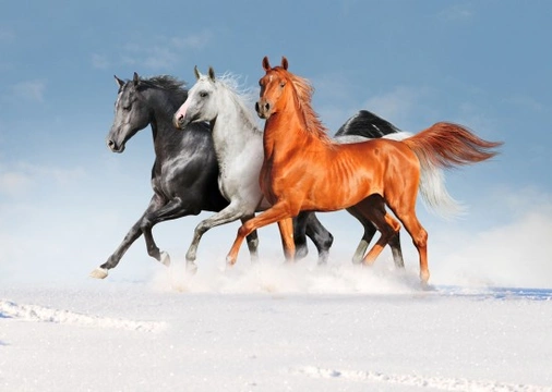 Extraordinary Colours & Characteristics of The Arabian Horse