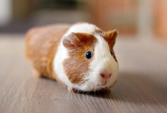 10 Groovy Guinea Pig Facts