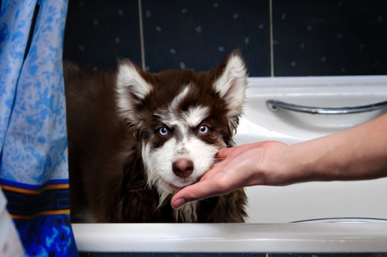 How to stop your dog from drinking out of the toilet