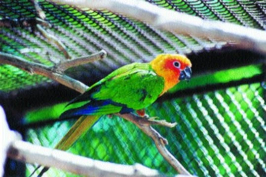 Náš seriál o krmení pro ptáky -  Jihoameričtí papoušci