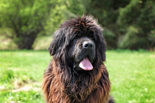 Long haired sale newfoundland