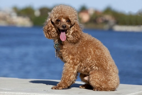 Buying a toy clearance poodle