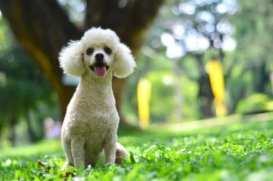 Poodle store family dog