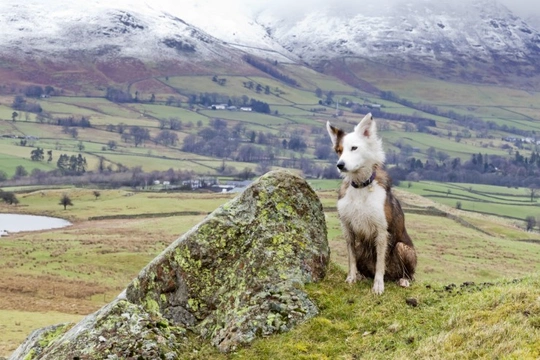 Lake district best sale cottages pet friendly