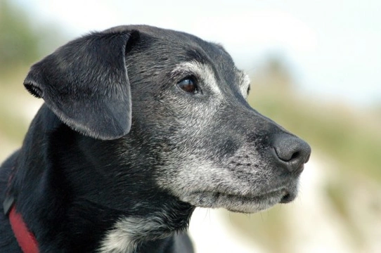 Feeding and nutrition of senior dogs