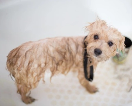 La toelettatura del cucciolo: come pulirlo?