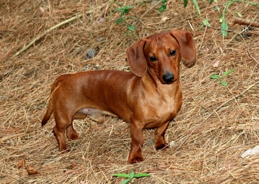 Cost of owning a hot sale dachshund