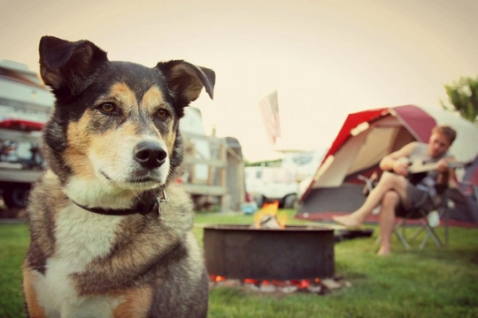 5 Brilliant Dog Friendly Camping Sites