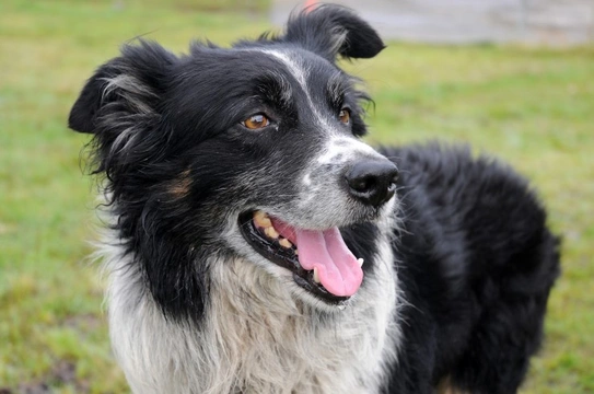 Ivermectin sensitivity or MDR1 gene defect DNA testing for the Border collie dog breed