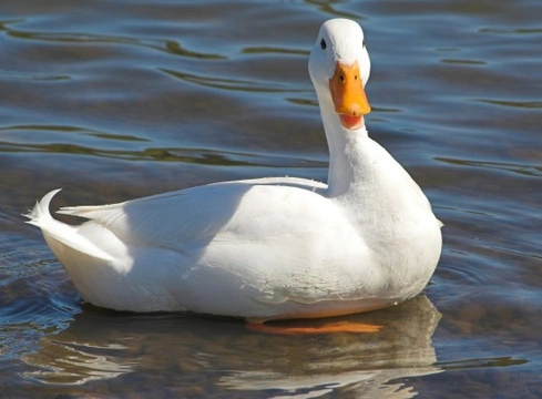 5 Duck Breeds That are Great to Keep in the Garden
