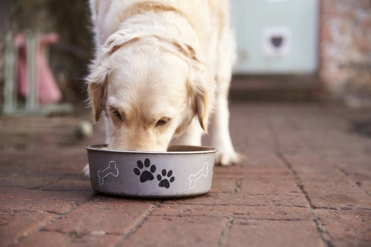 Dog moving food outlet bowl