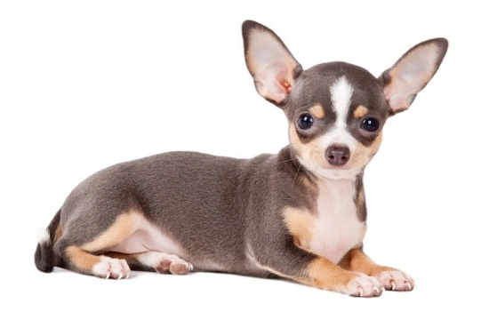 Hereditary health and genetic diversity within the Chihuahua dog breed