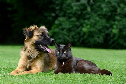 How canine and feline flea treatments differ