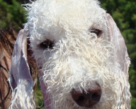 Il Bedlington Terrier: il cane con gli "orecchini" e il suo carattere
