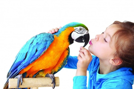 V očekávaném chování papoušků bývají individuální rozdíly