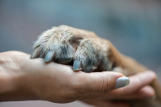 Seven issues that can affect your dog’s claws