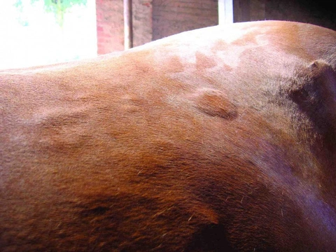 Koňský domácí lékař 21: Bouličky po těle